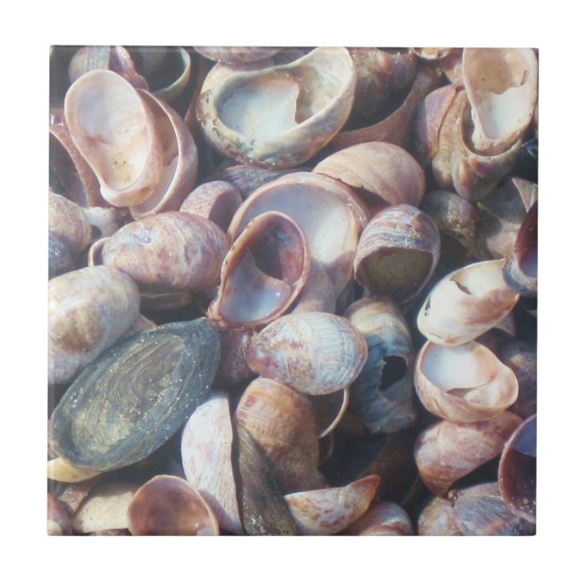 Cerâmica Azulejo de Shell (Frente)