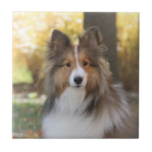 Cerâmica Azulejo de Sheltie