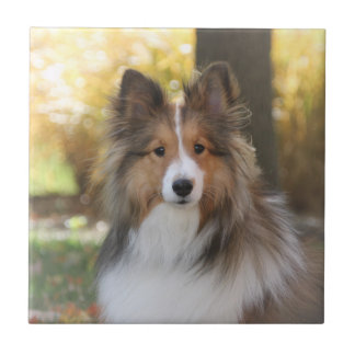 Cerâmica Azulejo de Sheltie