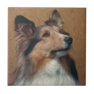 Cerâmica Azulejo de Sheltie do Sheepdog de Shetland