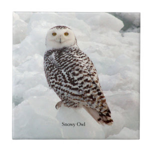 Cerâmica azulejo de Snowy Owl