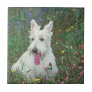 Cerâmica Azulejo de Terrier do Scottish de Wheaton