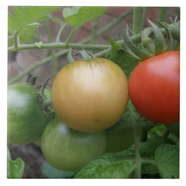 Cerâmica Azulejo de Tomates Luzes de Trânsito (Frente)