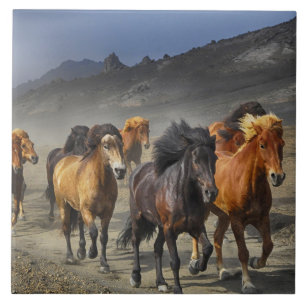 Cerâmica azulejo de trilha de cavalo
