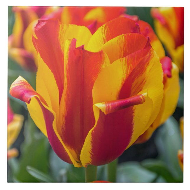 Cerâmica Azulejo de tulipa de Banja Luka (Frente)