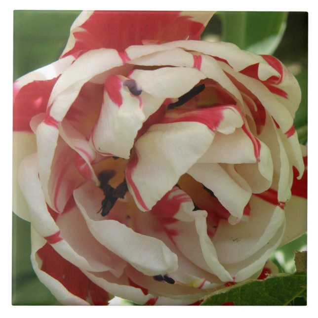 Cerâmica Azulejo de Tulipa Rosa e Branca (Frente)