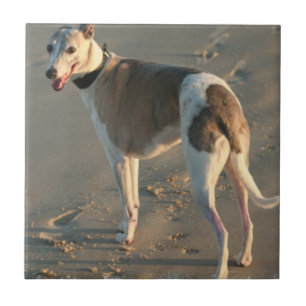 Cerâmica Azulejo de Whippet
