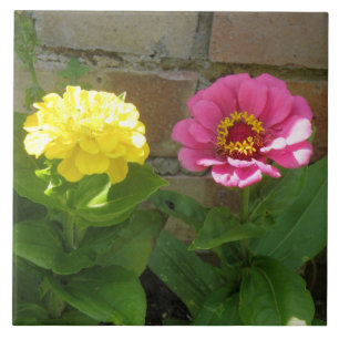 Cerâmica Azulejo de Zinnias cor-de-rosa e amarelo