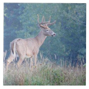 Cerâmica Azulejo decorativo dos cervos de Whitetail