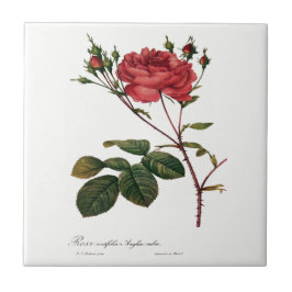 Cerâmica Azulejo do branco do rosa de Redoute