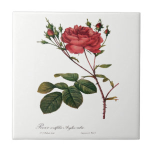 Cerâmica Azulejo do branco do rosa de Redoute