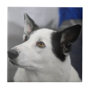 Cerâmica Azulejo do cão de Canaan