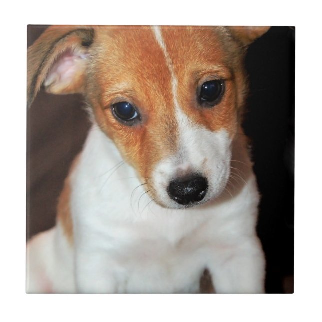 Cerâmica Azulejo do cão de filhote de cachorro de Jack (Frente)