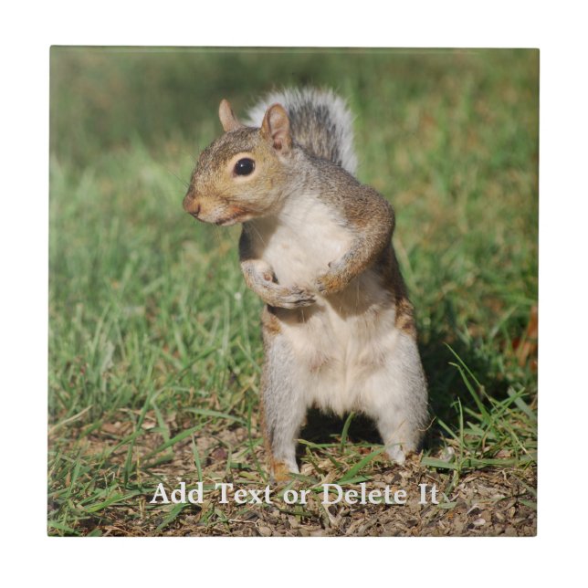 Cerâmica Azulejo do esquilo de cinzas orientais (Frente)