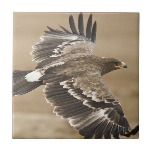 Cerâmica Azulejo do pássaro de Eagle do vôo (Frente)
