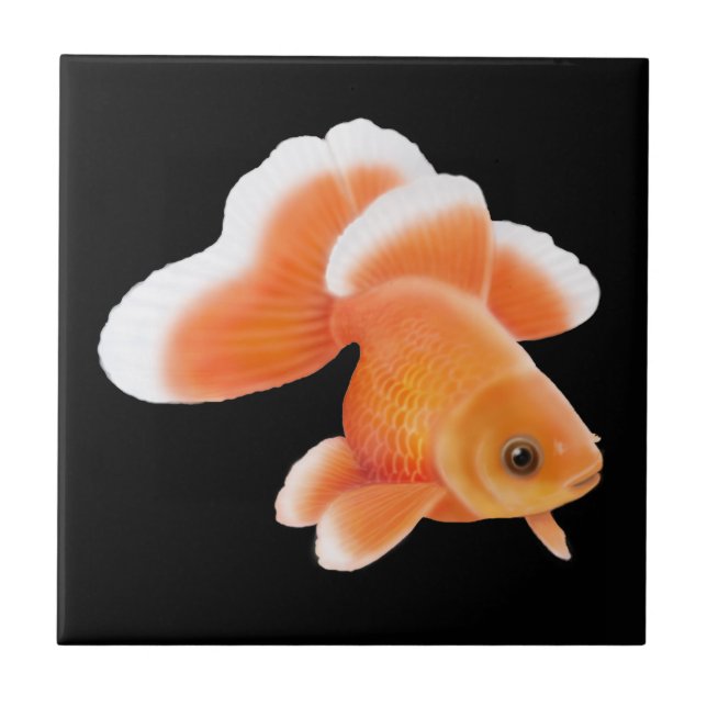 Cerâmica Azulejo do peixe dourado do Fantail de Tosakin (Frente)
