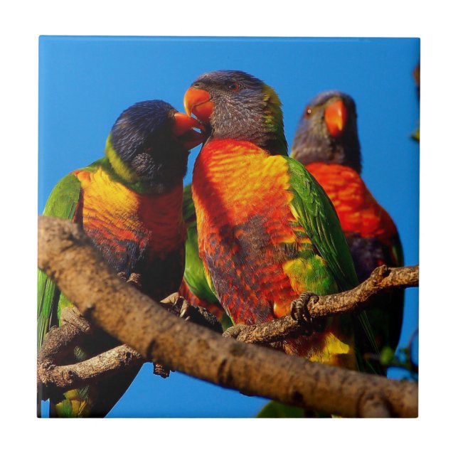 Cerâmica Azulejo do quadrado de Lorikeet do arco-íris (Frente)