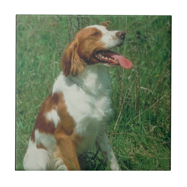 Cerâmica Azulejo do Spaniel de Brittany (Frente)