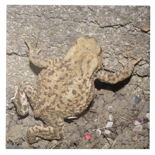 Cerâmica Azulejo do Toad de Rastreamento de Cute (Frente)