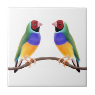 Cerâmica Azulejo dos amigos do passarinho de Gouldian