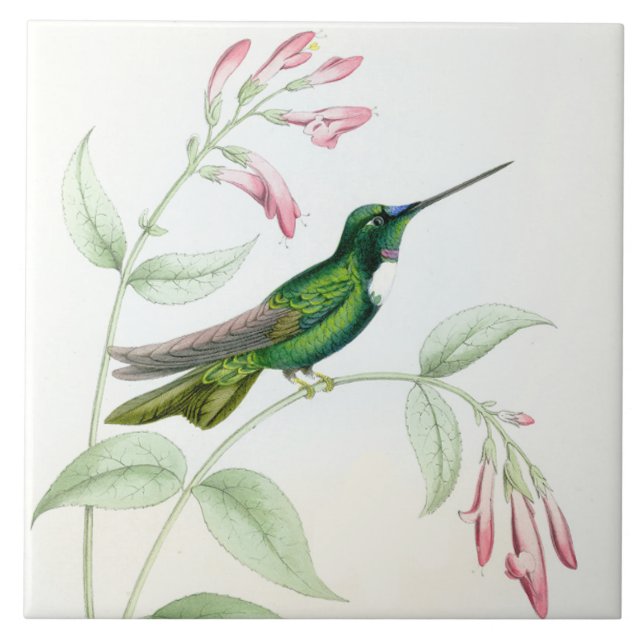 Cerâmica Azulejo dos colibris de Goulds (Frente)