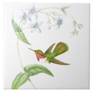 Cerâmica Azulejo dos colibris de Goulds