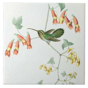 Cerâmica Azulejo dos colibris de Goulds