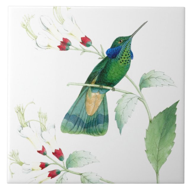 Cerâmica Azulejo dos colibris de Goulds (Frente)