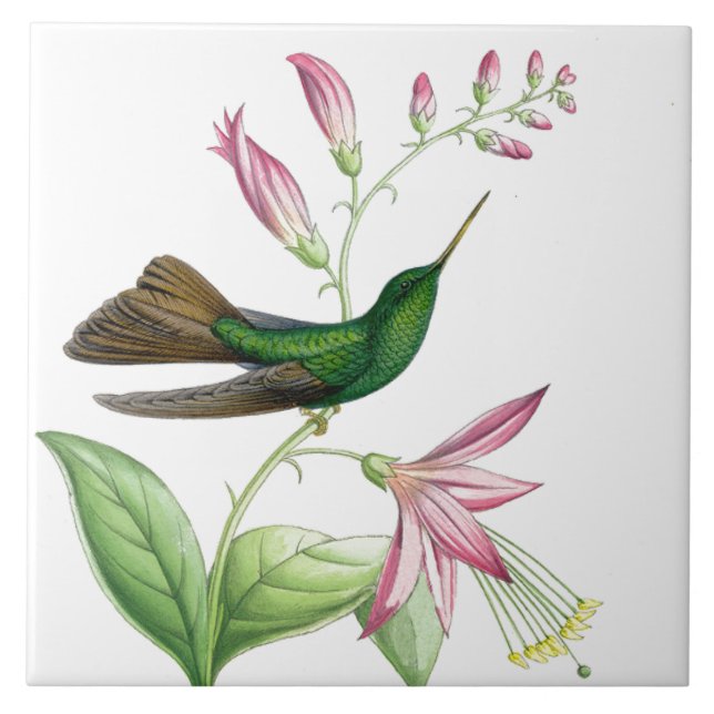 Cerâmica Azulejo dos colibris de Goulds (Frente)