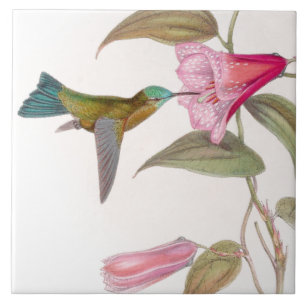 Cerâmica Azulejo dos colibris de Goulds
