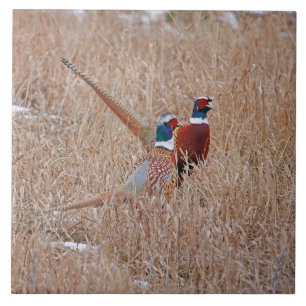 Cerâmica Azulejo dos faisão de Ringneck - grande 6" x 6"