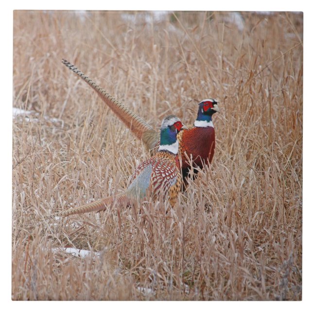 Cerâmica Azulejo dos faisão de Ringneck - grande 6" x 6" (Frente)