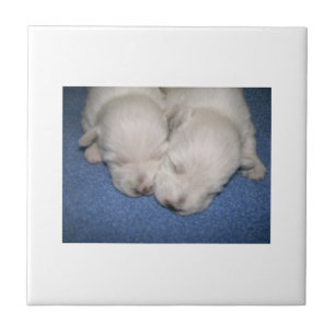 Cerâmica Azulejo dos filhotes de cachorro de Terrier branco