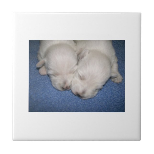 Cerâmica Azulejo dos filhotes de cachorro de Terrier branco (Frente)