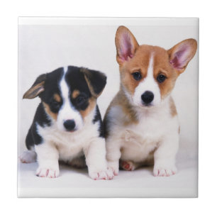 Cerâmica Azulejo dos filhotes de cachorro do Corgi