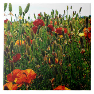 Cerâmica Azulejo floral: Campos de flor, Carlsbad CA