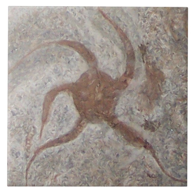 Cerâmica Azulejo Fóssil de Starfish Trivet (Frente)