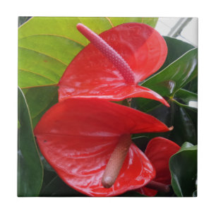 Cerâmica Azulejo fotográfico cerâmico de 4,25" x 4,25" co