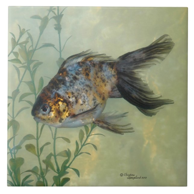 Cerâmica Azulejo lindo do peixe dourado da chita de Ryukin (Frente)