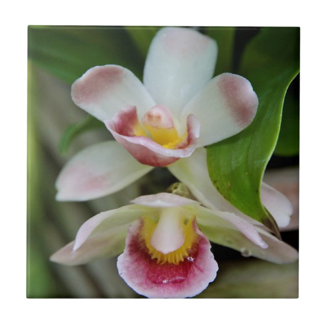 Cerâmica Azulejo - orquídea em forma de leque (Frente)