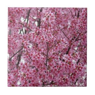 Cerâmica Azulejo Parede Rosa de Flores de Cerejeira