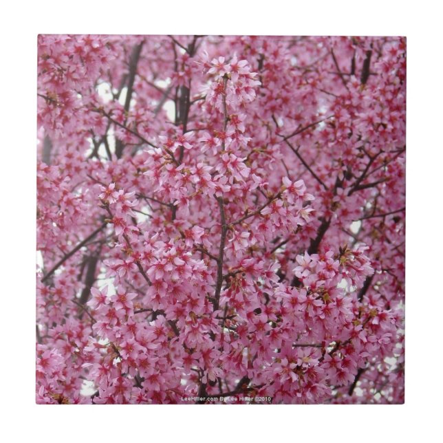 Cerâmica Azulejo Parede Rosa de Flores de Cerejeira (Frente)