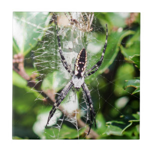 Cerâmica Azulejo preto & amarelo da aranha de jardim do
