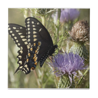 Cerâmica Azulejo preto da borboleta de Swallowtail