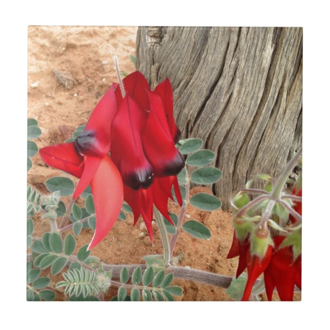 Cerâmica Azulejo quadrado de Sturt Desert Pea (Frente)