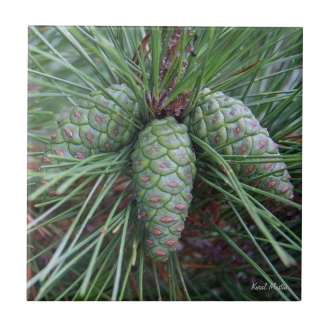 Cerâmica Azulejo quadrado pequeno de Pinecone (Frente)