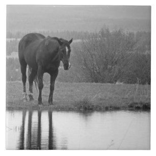 Cerâmica Azulejo quieto da foto do cavalo do ~ de