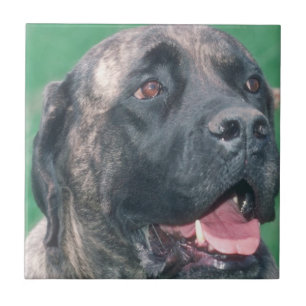 Cerâmica Azulejo rajado de Bullmastiff