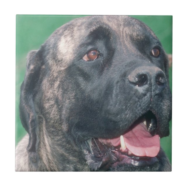 Cerâmica Azulejo rajado de Bullmastiff (Frente)