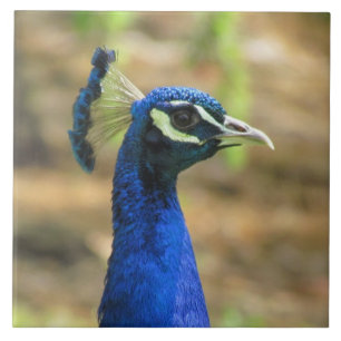 Cerâmica Azulejo - Retrato de Peacock